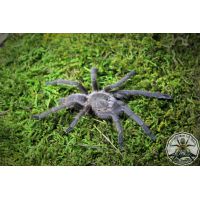 Chilobrachys Cambodia   (1-2cm)